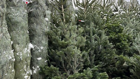 BRAȘOV: Brazii de Crăciun ai oamenilor vor fi colectați de Comprest