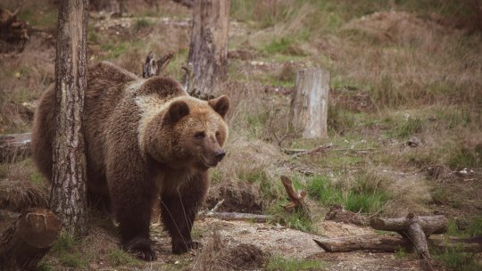 ALBA: Patru urși, prezenți în Blaj