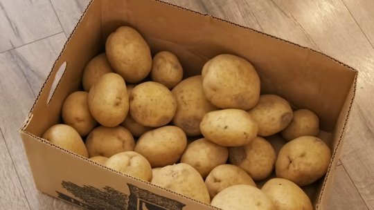 Cartoful românesc, o legumă rară şi scumpă