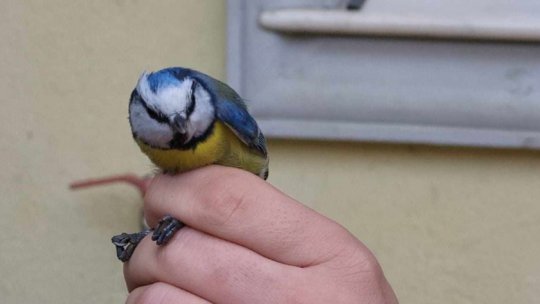 TÂRGU MUREȘ: Cifră record de păsări inelate de Asociația Milvus