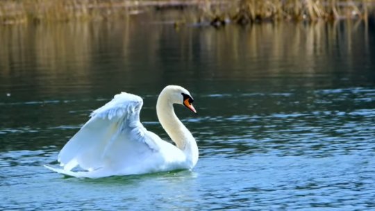 Zeci de lebede moarte, descoperite pe un lac din Deltă