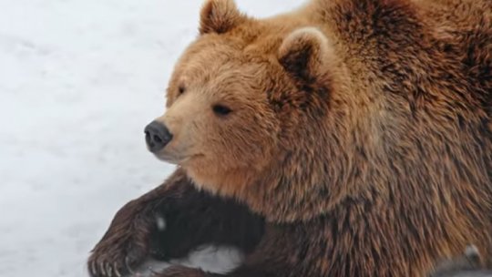Doi bărbaţi, atacaţi de urs într-o localitate din Bistriţa-Năsăud