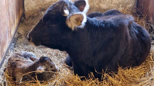 Grădina Zoologică din Târgu Mureș se implică în salvarea unei rase de bovine