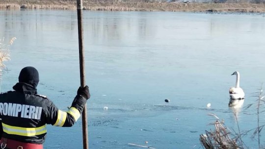 HUNEDOARA: Lebede salvate de pompieri după ce au rămas blocate într-o baltă îngheţată