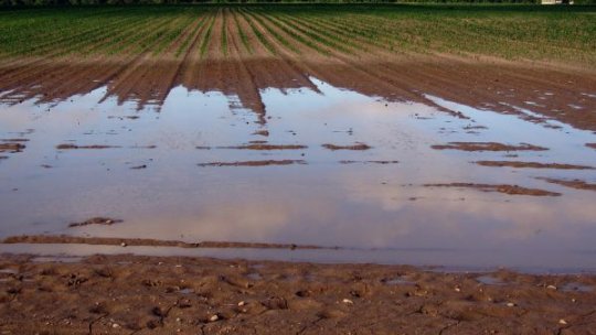 Sute de hectare de terenuri agricole, inundate de apele Crişului Alb