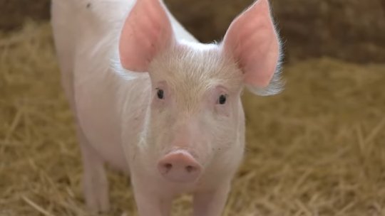 VRANCEA: Peste 20.000 de porci infectați cu virusul pestei porcine vor fi eutanasiați