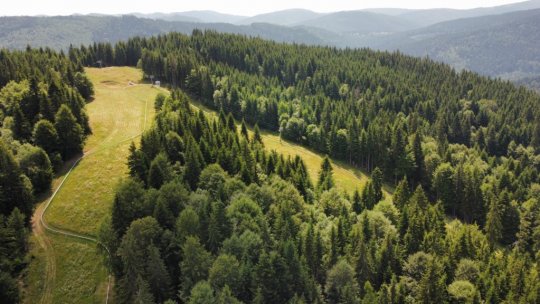 MIERCUREA CIUC: Soluții pentru impactul climatic asupra pădurilor