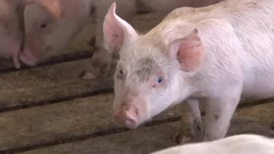VRANCEA: A început sacrificare porcilor din focarul de pestă de la Golești