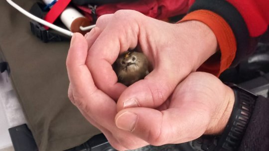 GORJ: Salvamontiștii au salvat două păsări rare aflate în hipotermie severă