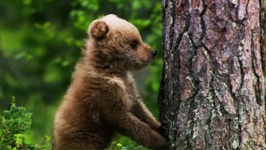 HARGHITA: Pui de urs, prins într-o capcană la Odorheiu Secuiesc