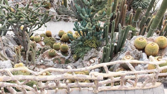 BUCUREȘTI: Plante de colecție, disponibile în "Parcul Regele Mihai I"