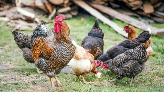 Carnea de pui, în topul preferinţelor românilor. Consumul şi producţia, în creştere în ultimii ani
