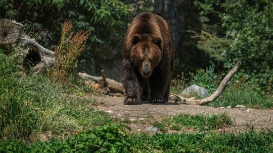 PRAHOVA: Un bărbat de 67 de ani, atacat de un urs. A fost emis un mesaj RO-ALERT