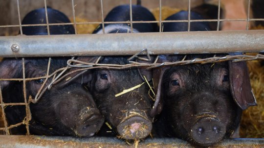 Președintele ANSVSA, recomandări referitoare la cumpărarea cărnii de porc de Crăciun