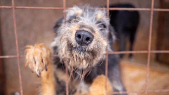 COVASNA: Ziua porților deschise la Adăpostul de câini din Câmpu Frumos
