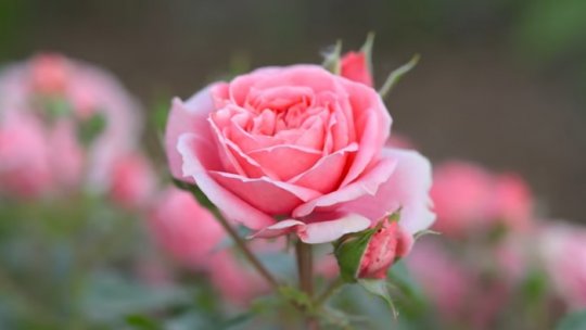 Sfaturi pentru cultivarea trandafirilor