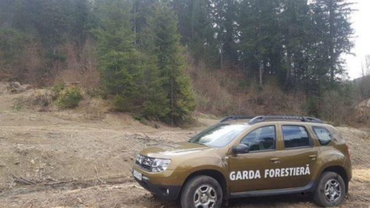 Caraş-Severin: Peste 600 de controale realizate de Garda Forestieră în 2023