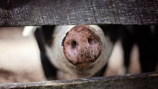 ARAD: Porci euthanasiați din focare de pestă porcină africană