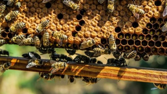Schema ajutorului de stat destinată apicultorilor, aprobată de Guvern