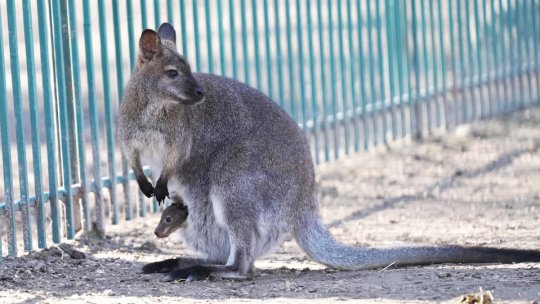 Cangur pitic, născut în captivitate la Grădina Zoologică Craiova