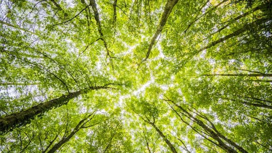 TIMIȘOARA: Universitatea de Ştiinţele Vieţii va crea o perdea forestieră în nordul orașului