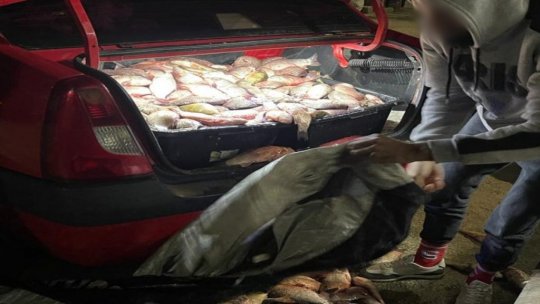 Polițiștii descoperă 300 kg de pește în portbagajul unui autoturism, în zona localităţii Hârşova