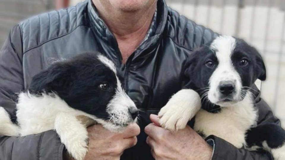 CONSTANȚA: Trei căței de la Adăpostul public de animale abandonate au fost adoptați