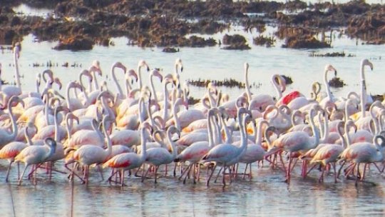 CONSTANȚA: Păsările flamingo revin pe Lacul Techirghiol