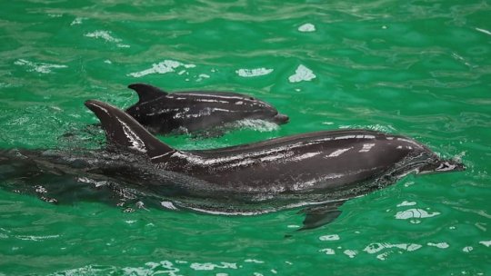 CONSTANȚA: Baby, primul pui de delfin născut în captivitate