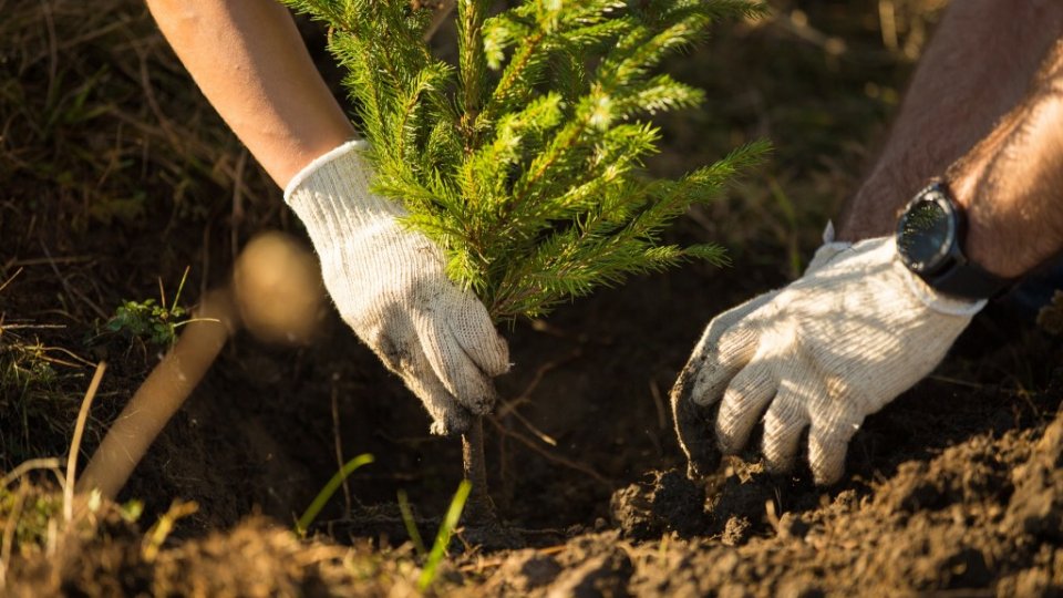 MUREȘ: Acțiuni ecologice de plantare a copacilor, la Filpişu de Câmpie