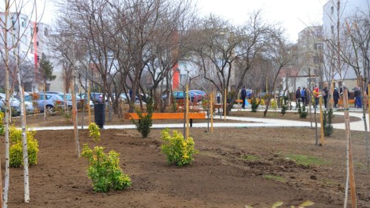 Al 4-lea parc cu mesteceni amenajat în memoria celor dragi, la Constanța | FOTO