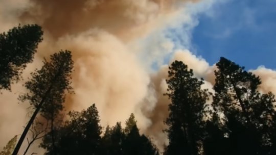 PRAHOVA: Incendiu de vegetație în comuna Şoimari