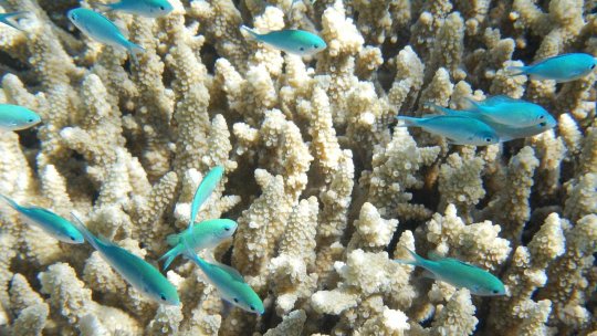 Studiu: Marea Barieră de Corali este afectată de cel mai grav proces de albire de până acum
