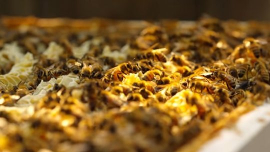 SATU MARE: Anchetă după moartea a sute de familii de albine