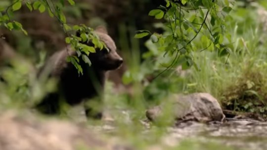 Autoritățile caută puiul de urs semnalat în zona Ciolpani