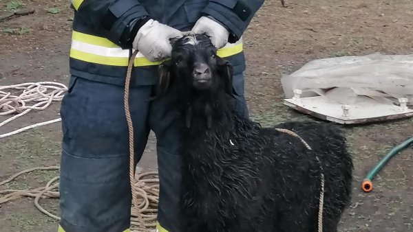 GIURGIU: Pompierii au salvat o capră căzută într-o fântână de 9 metri