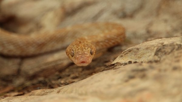 Din cauza temperaturilor ridicate, șerpii ajung în zone locuite