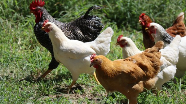 OMS: Îngrijorare cu privire la răspândirea gripei aviare H5N1