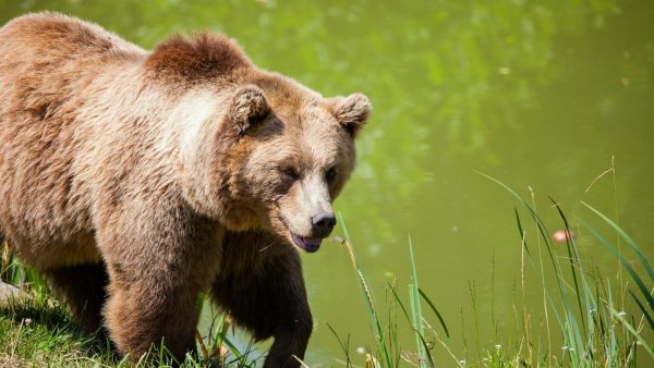 BISTRIȚA: Apel la 112 în cazul unui urs aflat în zona DN 17
