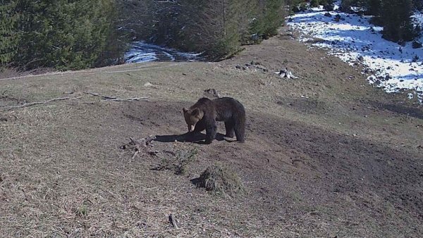 ARGEȘ: Turistă atacată de un urs în zona barajului Vidraru