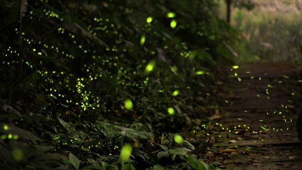 Studiu: Primele organisme bioluminescente au apărut în urmă cu 540 de milioane de ani