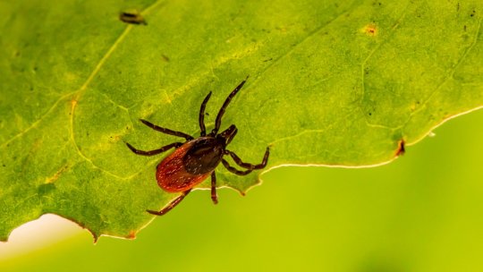 Specialiștii trag un semnal de alarmă în privința căpușelor. Recomandări pentru prevenirea mușcăturilor