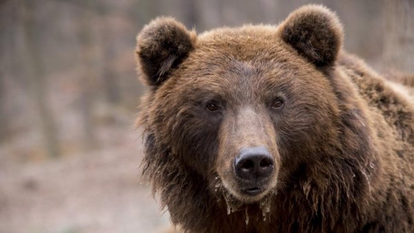 TÂRGU MUREȘ: Primăria încearcă să captureze un urs