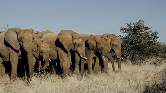 Germania, amenințată că îi vor fi trimiși 20.000 de elefanți din Botswana