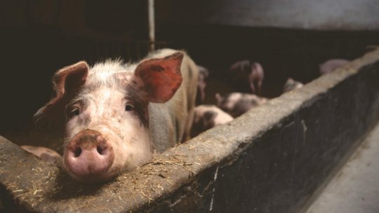 BUZĂU: Focar de pestă porcină în mai multe gospodării din Zărneşti