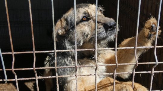 Târg de adopții de câini în Râmnicu Vâlcea, de Ziua Animalelor Fără Stăpân
