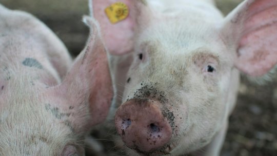 OLT: Focar de pestă porcină africană, confirmat la Negreni