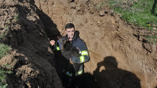 PRAHOVA: Pompierii au salvat un ied căzut într-o canalizare