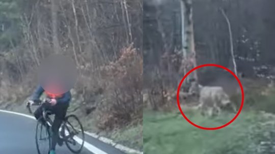 BRAȘOV: Un biciclist, alergat de un lup în timp ce cobora din Poiana Brașov | VIDEO