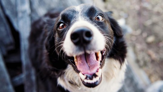 RÂMNICU VÂLCEA: Târg de adopții canine, în Parcul „Mircea cel Bătrân”